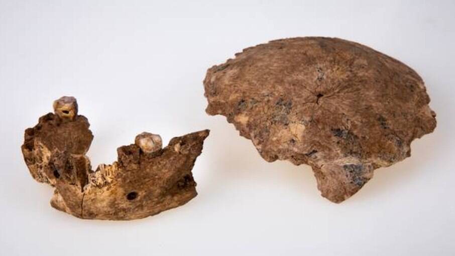 O fóssil de Nesher Ramla, que pertenceu a um indivíduo de espécie ainda desconhecida do gênero Homo Foto: Avi Levin, Ilan Theiler/Tel Aviv University