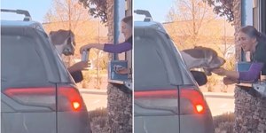 Cão "abocanha" potinho de chantilly em drive-thru e viraliza