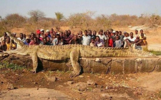 Crocodilo gigante é capturado na África após desaparecimentos