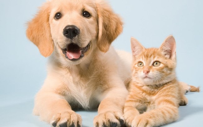 Abandono de animais é crime e segue em alta no Brasil Abandono de animais é crime e segue em alta no Brasil