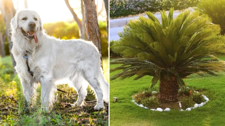 Golden%20Retriever%20morre%20ap%C3%B3s%20intoxica%C3%A7%C3%A3o%20por%20planta%20em%20resort
