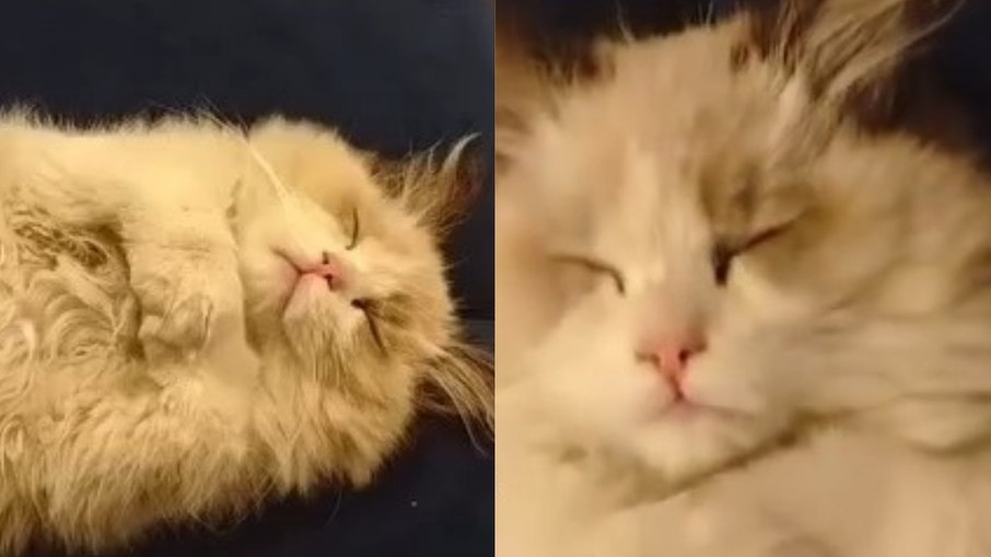 Gato dormindo de barriga pra cima: o que significa? Gato dormindo de barriga pra cima: o que significa?