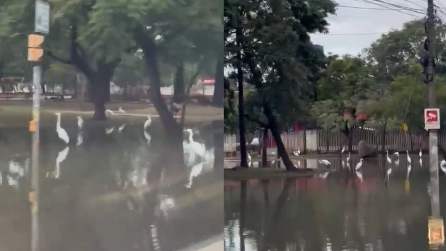 Garças foram flagradas em Porto Alegre