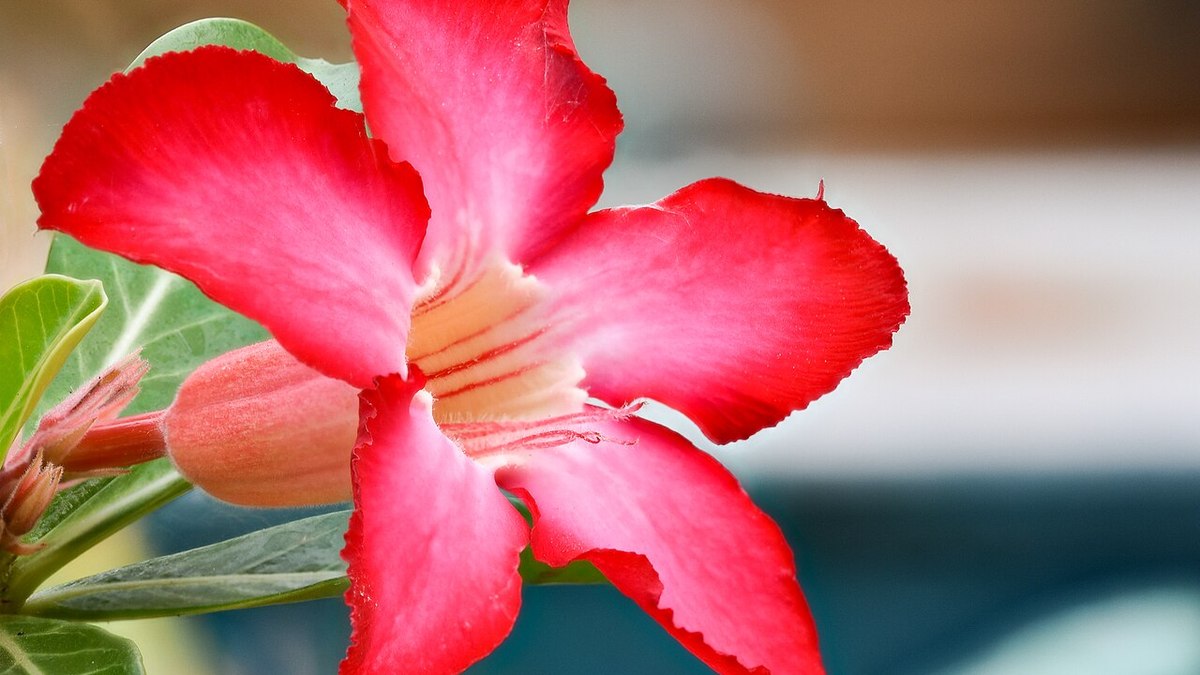 Rosa-do-deserto (Adenium obesum)