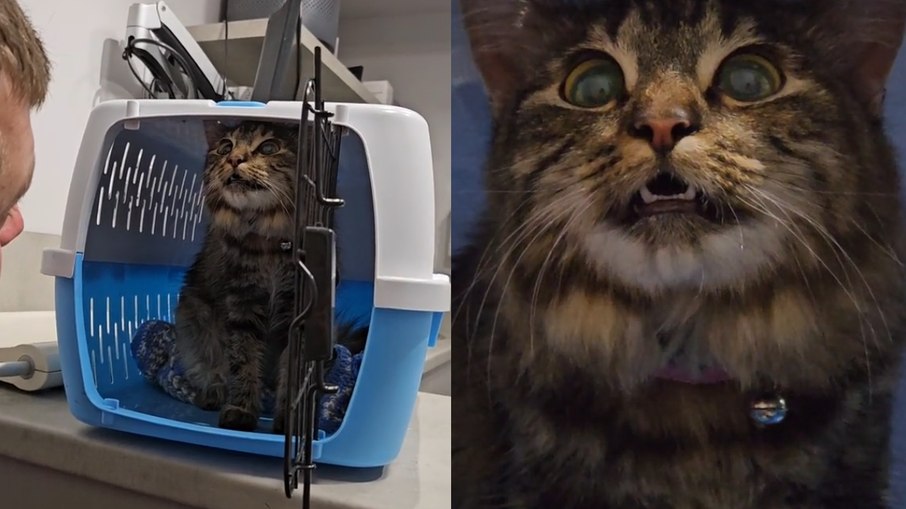 Gato fica com expressão engaçada após receber medicação de veterinário 