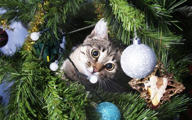 Descubra como manter seu gato travesso longe da árvore de Natal