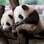 Apresentação de filhotes de panda em zoológico de Berlim
. Foto: Berlin Zoo