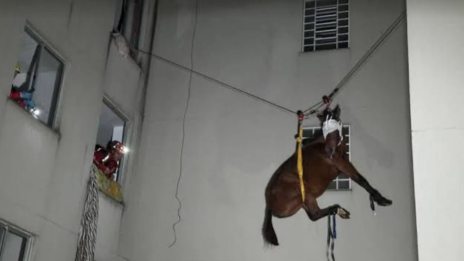 Égua resgatada em São Leopoldo, no RS
