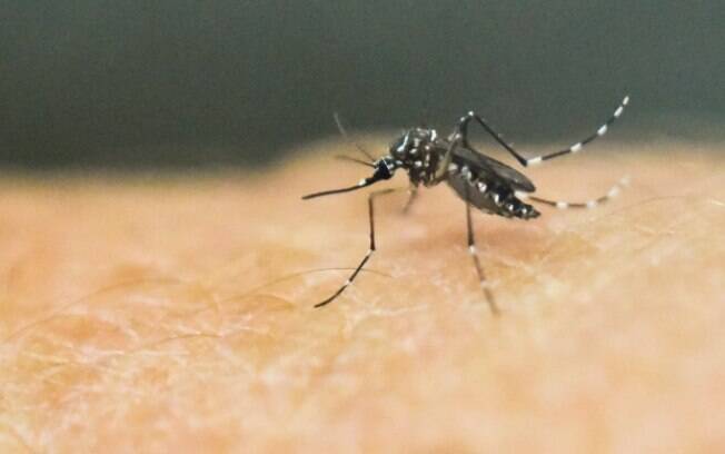 Na febre amarela silvestre, os mosquitos Haemagogus e Sabethes transmitem o vírus; já no meio urbano, ele é transmitido pelo Aedes Aegypt