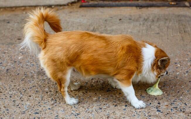 Os sinais clínicos mais comuns da gastroenterite canina são vômitos, mal-estar e diarreia, podendo ou não estar acompanhados de outros sintomas