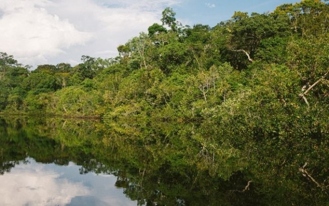 COP28 | Como evitar a chegada ao ponto de não retorno na Amazônia?