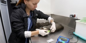 Campinas tem mil vagas para castração e microchipagem de pets