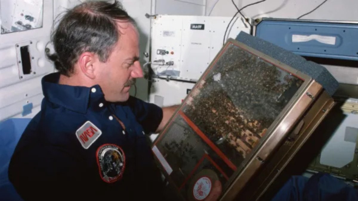 Astronauta James D. “Ox” Van Hoften, examina experimento estudantil com abelhas Astronauta James D. “Ox” Van Hoften, examina experimento estudantil com abelhas