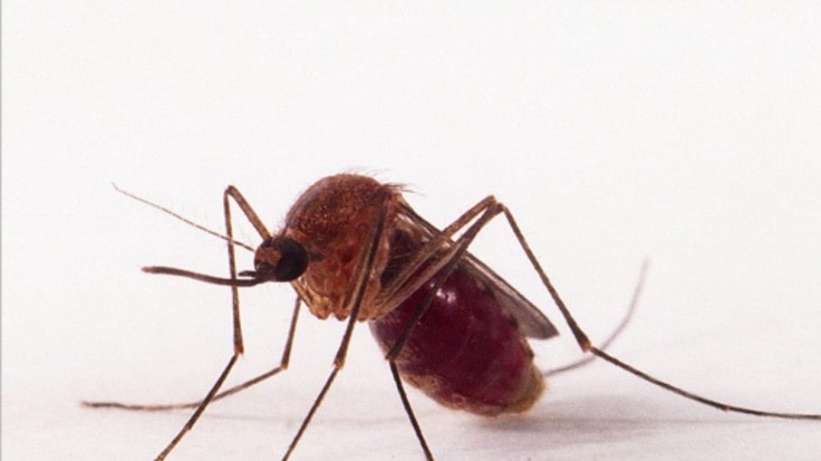 ransmissão acontece por mosquitos, sobretudo pelo Culicoides paraensis e pelo Culex quinquefasciatus