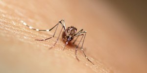 Monitorada no Brasil, Febre do Nilo Ocidental se espalha também pela Europa