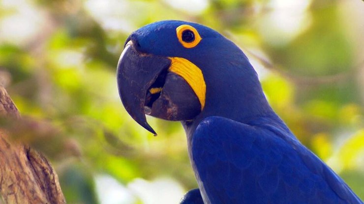 Relatório alerta para redução acelerada de animais silvestres