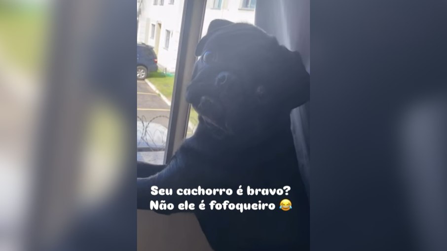Cachorro fofoqueiro é flagrado espiando a vizinhança pela janela