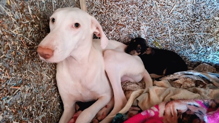Branquinho, cão resgatado em Boa Esperança do Sul, precisa de adestrador para adoção segura