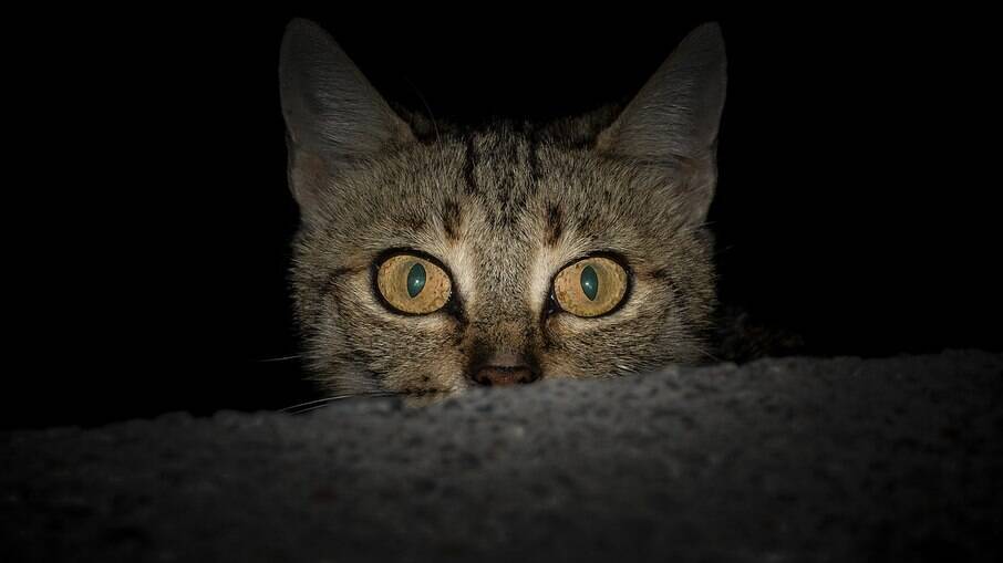 Olhos de gato e suas curiosidades