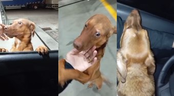 Cachorro%20escolhe%20seu%20novo%20tutor%20em%20posto%20de%20gasolina
