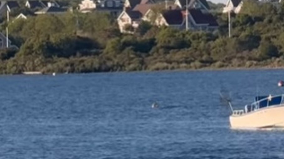 Tubarão gigante surpreende banhistas no início do verão em Rhode Island