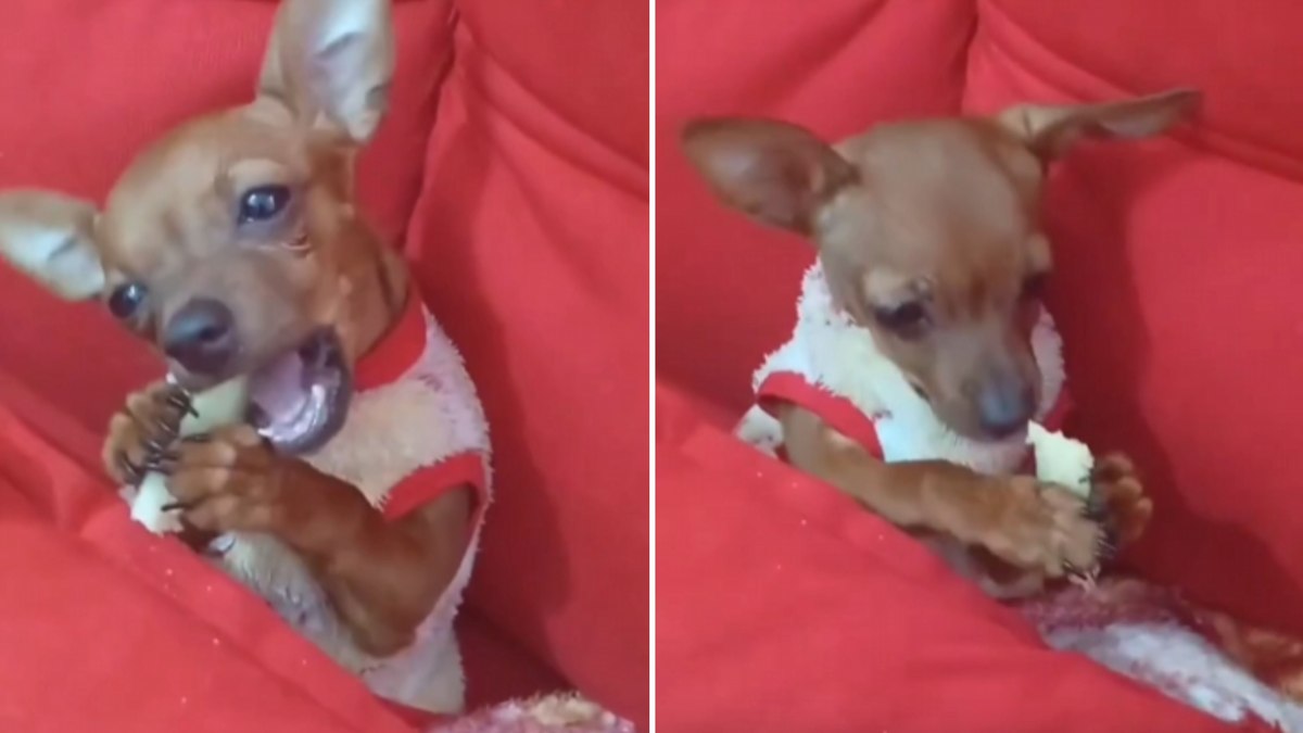Cão chama atenção ao comer cana-de-açúcar segurando com as patas
