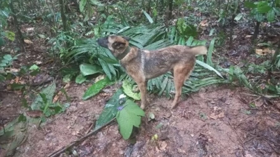 Cachorro que ajudou na busca pelas crianças desaparecidas na Amazônia está desaparecido