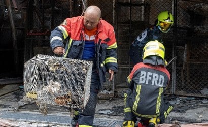Incêndio em mercado de rua mata mais de mil animais