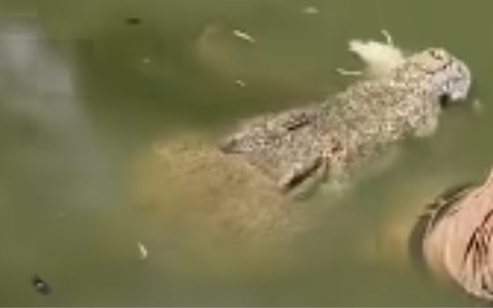 Tratador de crocodilos é atacado e morto por um dos animais