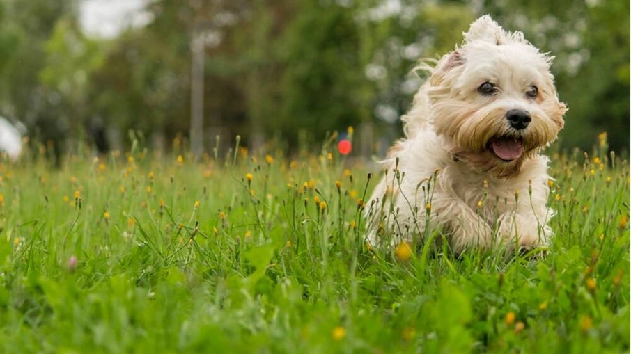 O Dandie Dinmont Terrier é muito querido por quem já teve a oportunidade de conhecer a raça