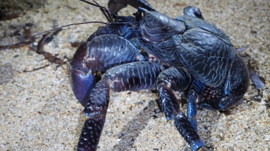 Monstro azul gigante surge em caverna após 150 anos sumido