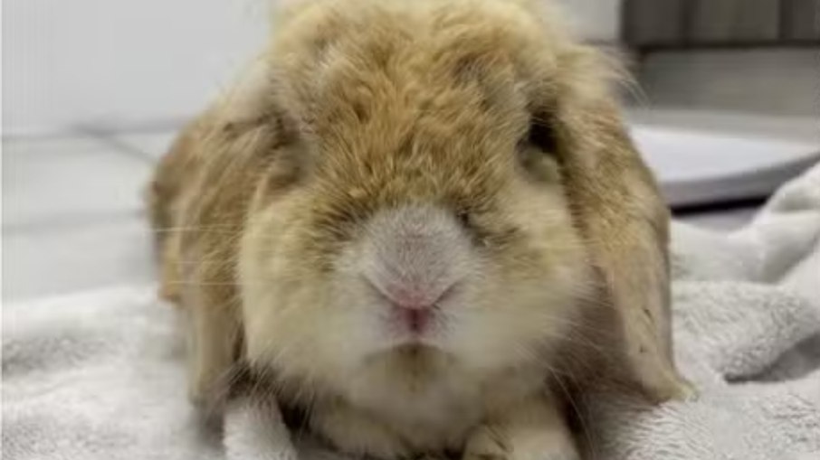 Coelho abandonado revela surpresa ao ganhar banho e mudar cor