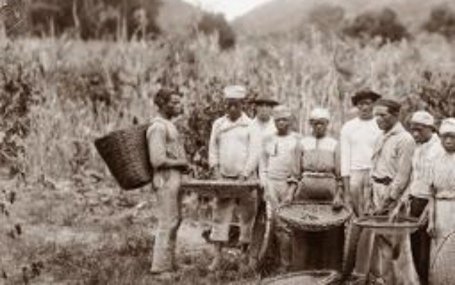 Grupo de pessoas, possivelmente escravizadas, na colheita de café em fazenda não identificada, 1882 Grupo de pessoas, possivelmente escravizadas, na colheita de café em fazenda não identificada, 1882