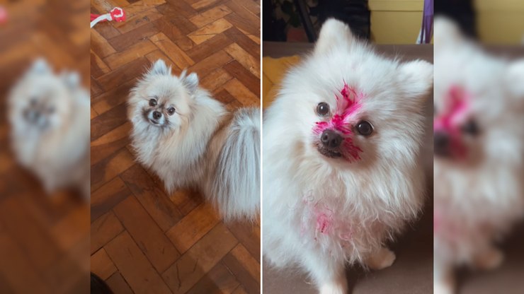 Pet é pego no flagra com boca suja após comer pitaya; vídeo