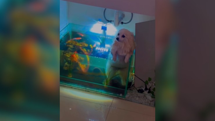 Tutor flagra cachorro se refrescando dentro de aquário