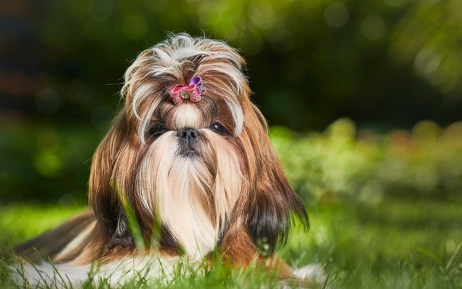 Quanto tempo dura a gestação de um cachorro shih tzu?