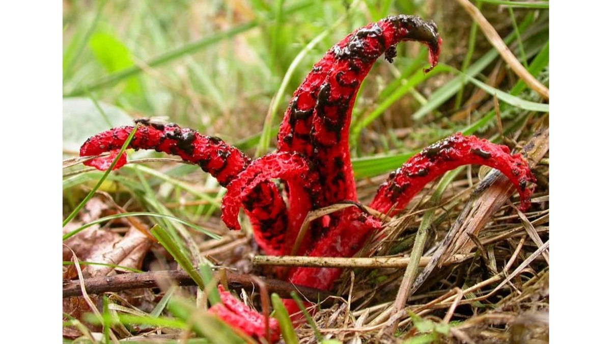 “Dedos do diabo” existem e aparência assusta; veja fotos