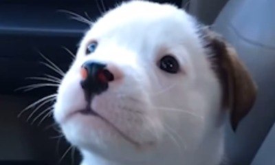 Cão encanta a web ao ficar bravo com o próprio soluço