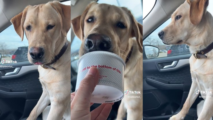 Cachorro é
expulso de creche após 20 minutos: ‘Ruim até o osso’