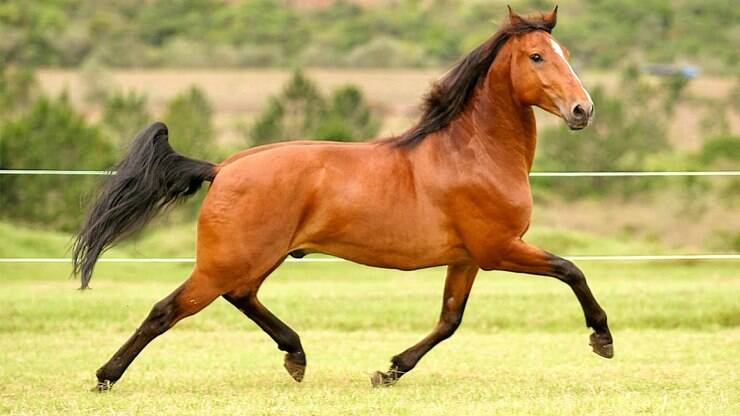 Curiosos e Engraçados: Cavalos Sorrindo