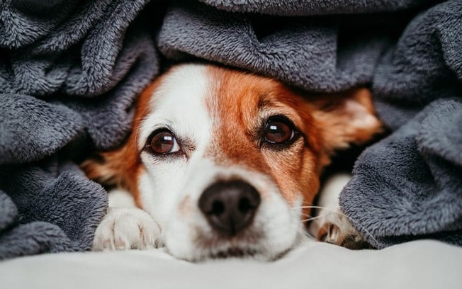 Cachorro sente frio? Saiba como deixar seu pet confortável