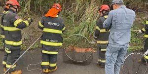 Onça ferida é resgatada após atropelamento na BR-153; assista