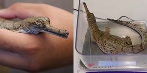 Zoológico recebe filhotes de crocodilo ameaçados de extinção
