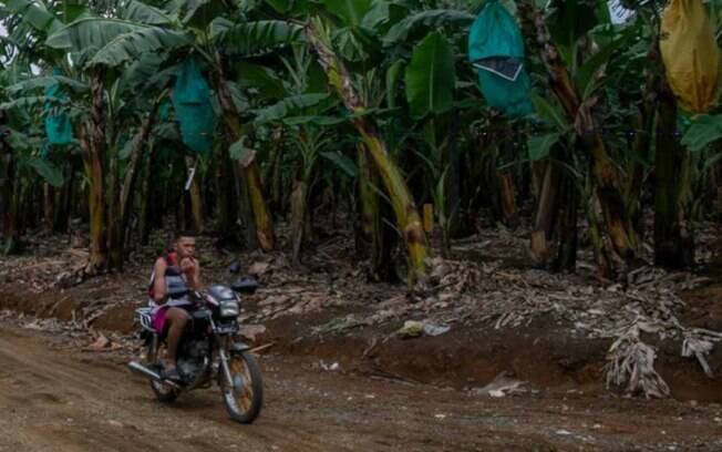 Plantação de banana nas Filipinas, que fica em um território alvo de disputas entre a população indígena local (ambientalistas) e empresas