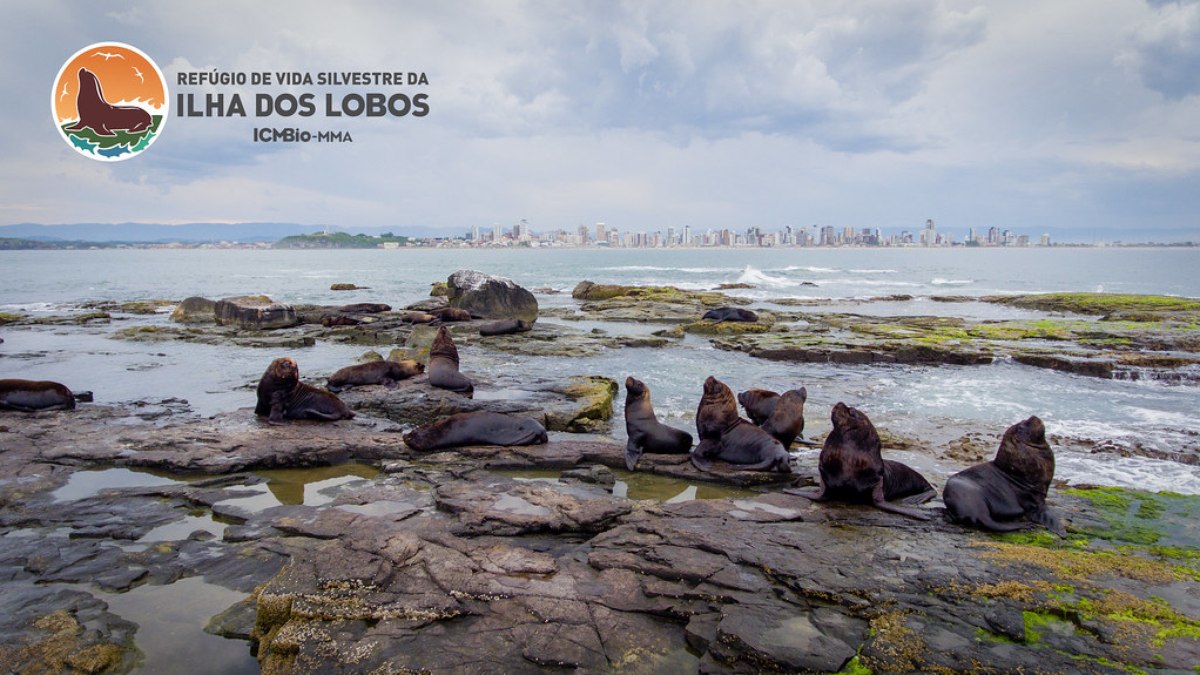Ilha dos Lobos, refúgio de animais silvestres e golfinhos no RS
