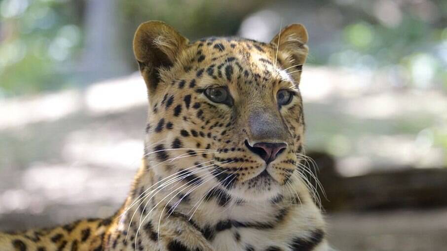 Leopardo ataca e mata menina que dormia em terraço de fazenda na Índia