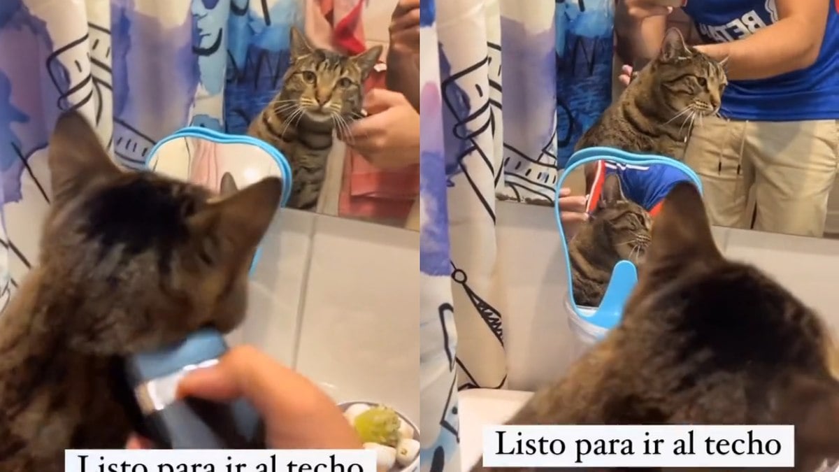 Gato viraliza ao aparecer 'cortando o cabelo'