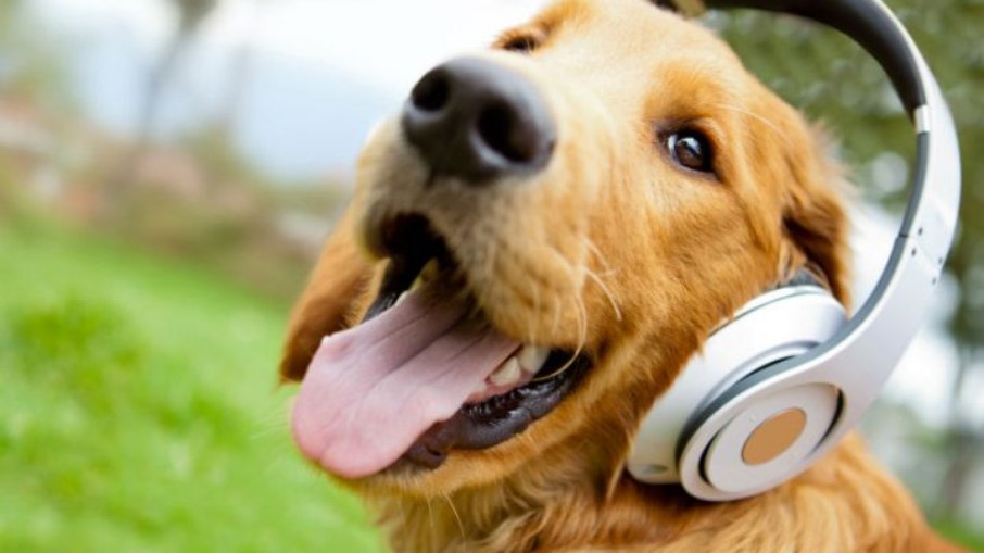 Músicas com melodias mais calmas são as preferidas dos animais quando o assunto é relaxar