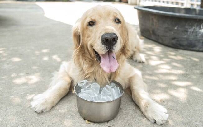 Procurar refrescar o cão durante o verão é muito importante