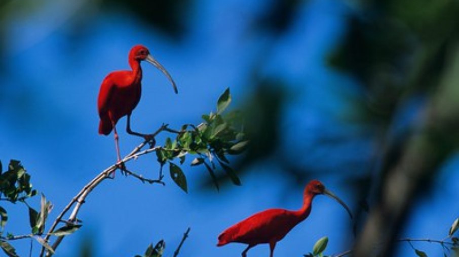 O parque está em área de preservação ambiental